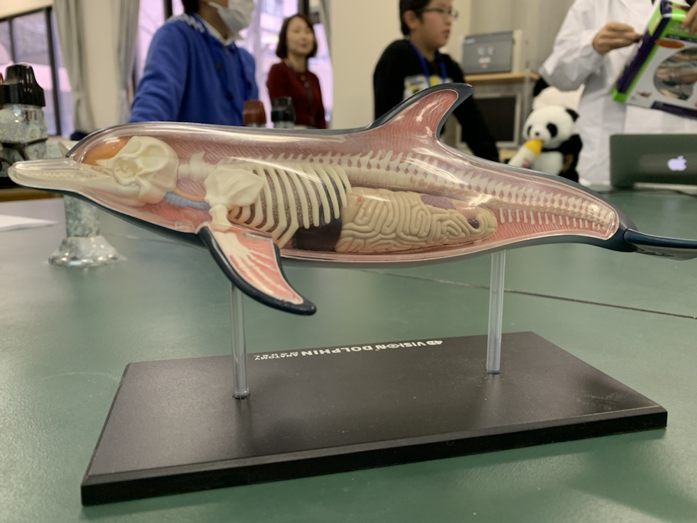 ファッションなデザイン 天然イルカの骨 頭蓋骨 ドルフィン 《超美品